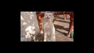 Cat video White Cat Meowg loudly catmommy catmeow adorablemeows catsound catoftheday [upl. by Bedelia]