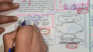 Le rôle du muscle squelettique strié exercice national 8📝🔬📚respect respectshorts [upl. by Ecinaj]