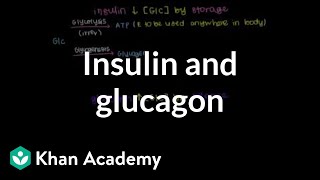 Insulin and glucagon  Chemical Processes  MCAT  Khan Academy [upl. by Boone]