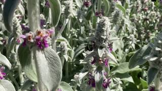 Lambs Ear Perfect herb for a sunny dry spot [upl. by Arundel]