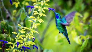 Sons de la Nature pour Dormir Relaxation Travailler se Concentrer  Bruits Nature Forêt Oiseaux [upl. by Baldridge553]