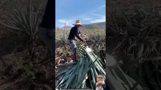 Agave Tequila Process shortvideo tequila farming agriculture [upl. by Garrott139]