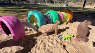 The pooches have a sniff amp a play in the sandpit [upl. by Ettolrahc]