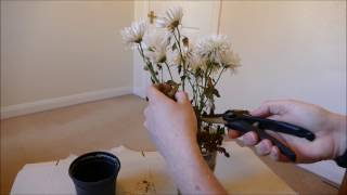 Making New Plants From A Cut Flower Bouquet [upl. by Wollis]