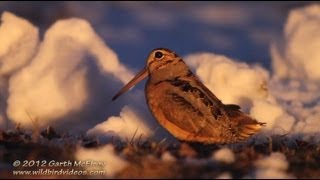 American Woodcock Displaying in Maine [upl. by Samalla]