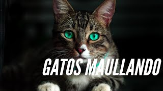 😍 El mejor sonido de GATOS MAULLANDO fuerte 2024  video 4K 💚 [upl. by Hennebery]