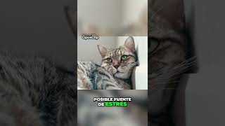 ¿Cómo Adaptar Tu Hogar para un Nuevo Gato gatos gatosfelices [upl. by Aiuqet31]