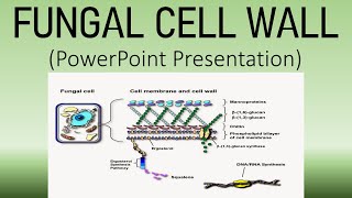 FUNGAL CELL WALL  POWERPOINT PRESENTATION  ONE SHOT VIDEO [upl. by Jamille]