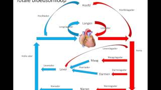 Totale bloedsomloop [upl. by Tserrof]