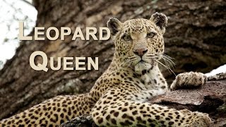 LEOPARD QUEEN [upl. by Guild]