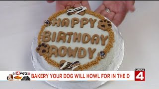 Live in the D Bow Wow Baketique serves up treats for your pups [upl. by Ezequiel]