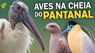 PASSARINHANDO em PLENA CHEIA DO PANTANAL  Expedição em uma Fazenda Pantaneira observaçãodeaves [upl. by Benetta]