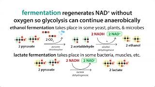 NAD regeneration  malateaspartate shuttle glycerol 3phosphate shuttle fermentation etc [upl. by Aneeuqal]