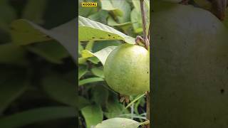 😱🌱12 அடியில் காய்க்கும் தைவான் பிங்க்🍈Taiwan Pinkguavataiwanpinkplantinggardeningorganic [upl. by Malva]