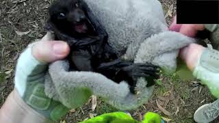 Rescuing 2 baby flyingfoxes Pianissimo amp Bin Chicken [upl. by Wenn]