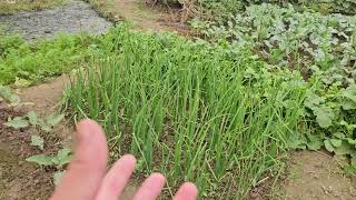 GARDEN OF BLESSINGS My Organic vegetable garden [upl. by Hillery]