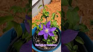 🌸How to Plant Clematis in Containers 3 month update containergardening Clematis gardening [upl. by Haveman]