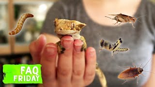 The TRUTH About Crested Gecko Diets Do They NEED Insects [upl. by Tiffany155]