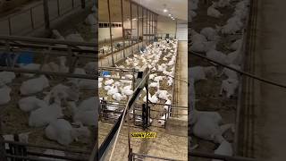 Saanen ￼Goat Dairy Farming saanen goat farming dairyfarm bakrifarming shorts viralvideo 🐐 [upl. by Lamar]