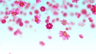 Pink cosmos flowers  Free motion background loop [upl. by Obocaj]