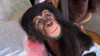 O resgate de bebê chimpanzé órfão que seria vendido como mascote por traficantes [upl. by Craner]