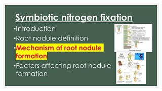 Mechanism of Root nodule formation  Symbiotic nitrogen fixation  AZ concepts guide [upl. by Attelrak]