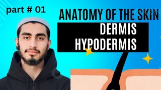 Anatomy of the skin Dermis  layers of Dermis papillary dermis  reticular dermis Hypodermis [upl. by Namzzaj677]