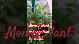 money plant propagation by water shortsfeed [upl. by Sigfrid179]