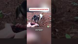 LAS CABRAS NO CUIDAN A SUS HIJOS historias curiosidades épico viral [upl. by Wesle]