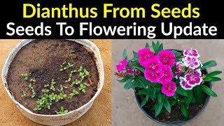 Dianthus Flower From Seeds To Flowering Update  How To Grow Dianthus Plant at Home in Pot [upl. by Ecadnak]