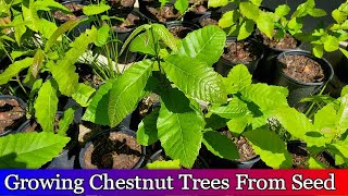 Growing chestnut trees from seed  94 Germination Rate  2019 Seedlings [upl. by Elehcir]