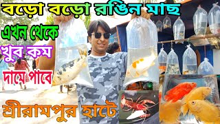 Aquarium Fish Price Update  Serampore Pet Market  Serampore Fish Pet Market  Aquarium Fish [upl. by Yggam]