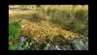 Spring Is here Bribie island and Boolumba Creek [upl. by Sumetra]