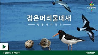 국립생태원 NIE 검은머리물떼새 행동생태연구  The Behavioral Ecology of the Far Eastern Oystercatcher [upl. by Adnirak]