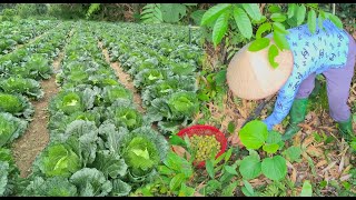 Pick canarium fruit hoe the ground sow vegetable seeds and braise canarium fruit [upl. by Irabaj]