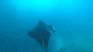 Snorkelen met mantaroggen op Nusa Lembongan Bali [upl. by Piane]