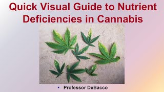 Quick Visual Guide to Nutrient Deficiencies in Cannabis [upl. by Aroz]