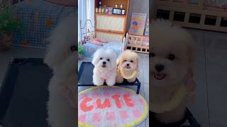 Dog Tenderness pets pet dog dogs anime animal animals [upl. by Atinas79]