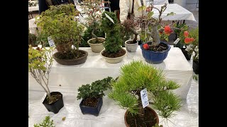 Autumn Bonsai exhibion and sale Part 1 [upl. by Rep259]