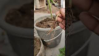 Removing phyllanthas niruri from My GardenA StepbyStep Guide short ytshorts viral shorts [upl. by Worrad]