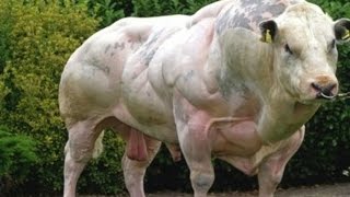 Myostatin and The Schwarzenegger Cow [upl. by Lesya]