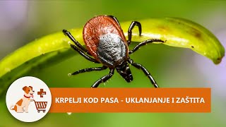 Krpelji kod pasa [upl. by Nawak]