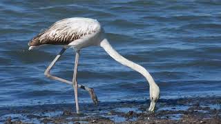 Greater Flamingo Fenicottero rosa Phoenicopterus roseus juvenile [upl. by Ayekram]