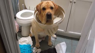 GUILTY Pets 🤣 FUNNIEST Compilation 😂 Best of Internet [upl. by Harewood]