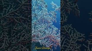 giantgorgonianseafanshortshomeofpygmyseahorsemoalboalcebu🇵🇭 [upl. by Sandi]