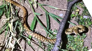 Night Tiger  Brown Tree Snake visitor on our cats night pen enclosure  safely ushered out [upl. by Richman]