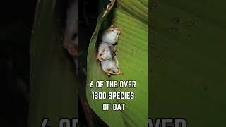 🦇❄️ Meet the Honduran White Bat The Tiny Ghost of the Rainforest [upl. by Lezlie643]