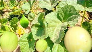 Pruning Melon Plants How To Prune Melon Plants  How To Prune Melon Vines  Golden MelonHoneydew [upl. by Broucek]