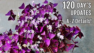 OXALIS Plant CARE 101  BEST Soil Mix Fertilizer Light amp Water Requirements amp Propagation [upl. by Korwun739]