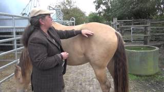 Responsibility in care for a Horse  shave yes or no [upl. by Old]